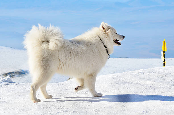 istock Samoyed dog in the winter mountain 2243360260