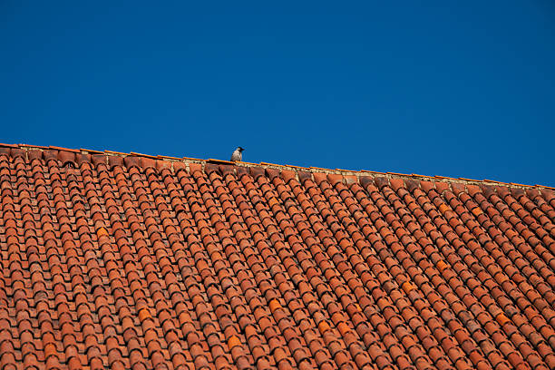 Single crow perched on red tiled roof under clear blue sky.