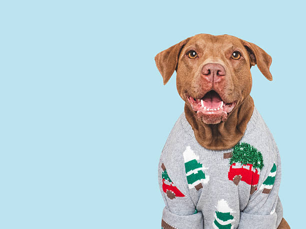 istock Charming dog and festive sweater. Dog smile 2243360362