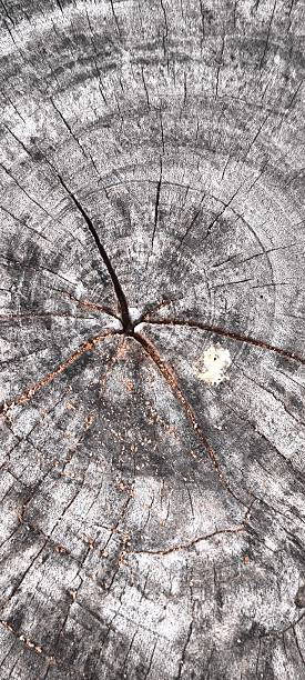 istock Old wood texture for background. Natural old wood texture. 2243360592