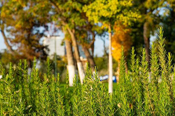 Fresh rosemary bushes in sunlight with autumn trees in the background. Seasonal garden scene with natural greenery and warm colors