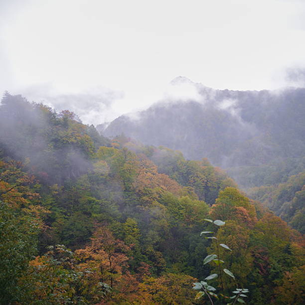 istock Autumn mist, red leaves, mountain peaks. 2243361212
