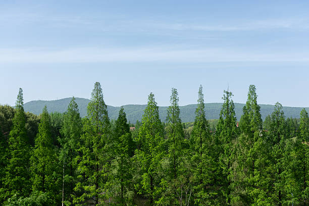 Aerial photography Of China's mountain ranges,Forest,Terrace.