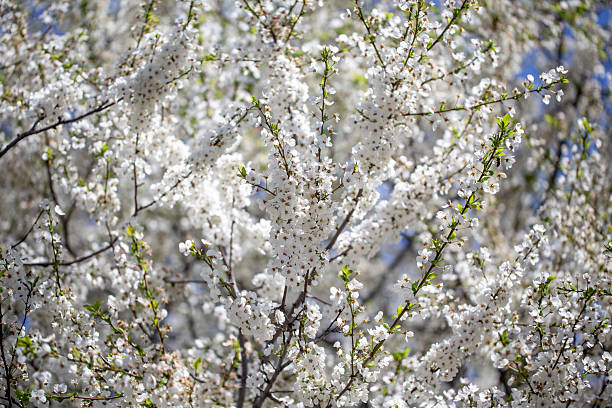 istock Floral branches stretching across the clear spring sky, inviting a peaceful mood. 2243361824