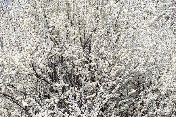 istock Floral branches stretching across the clear spring sky, inviting a peaceful mood. 2243361900