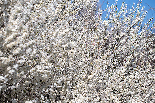 istock Blooming tree branches against clear blue sky. Spring, nature, freshness and calmness. 2243361904