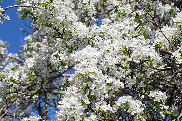 istock Delicate apple flowers bloom under blue skies, bringing light and joy. 2243361927