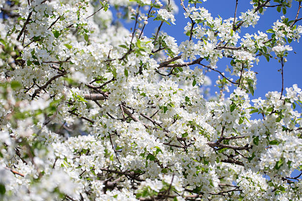 istock Natural spring background with apple blossoms and deep blue sky, floral landscape image. 2243361929