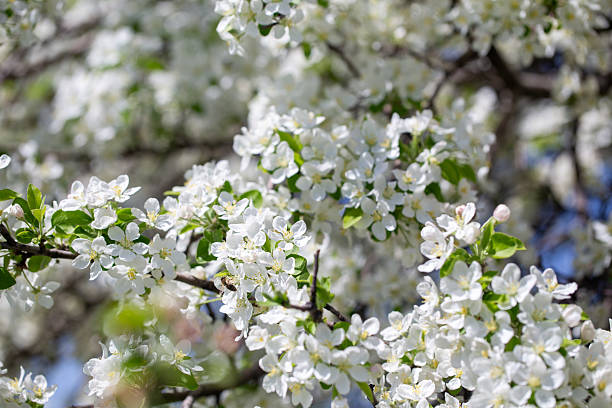 istock White apple tree flowers in sunlight on bright blue sky, perfect for springtime themes. 2243361937