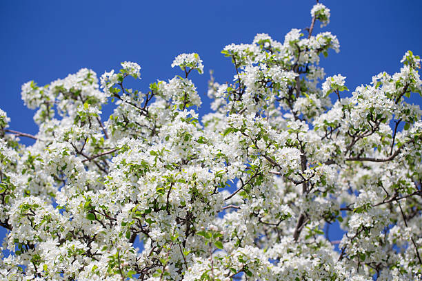 istock Natural spring background with apple blossoms and deep blue sky, floral landscape image. 2243361939