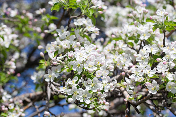 istock Delicate apple flowers bloom under blue skies, bringing light and joy. 2243361942
