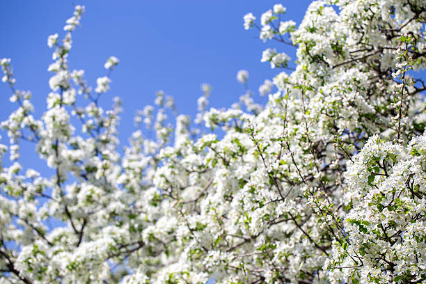 istock White apple tree flowers in sunlight on bright blue sky, perfect for springtime themes. 2243361945