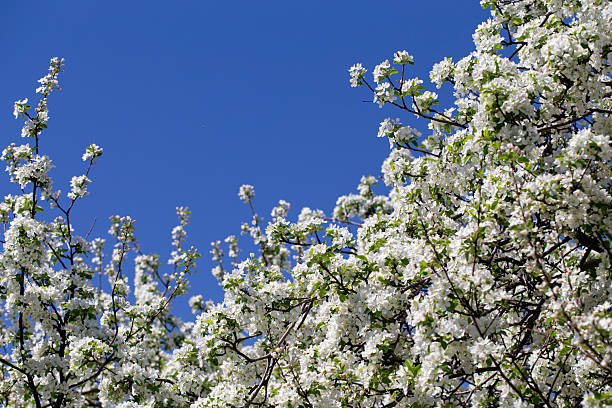 istock Bright apple tree flowers bloom, signaling the arrival of spring. 2243361947
