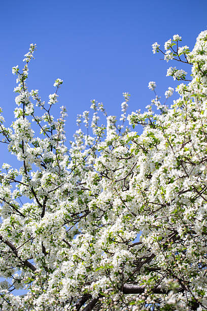 istock Bright apple tree flowers bloom, signaling the arrival of spring. 2243361948