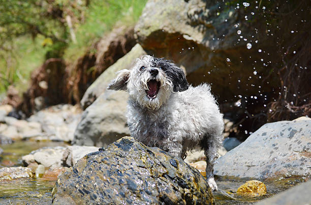Havanese dog walking in a park. Dog bathing in a puddle of water. Dog in the water. Dog-friendly area. Summer, hot weather.
