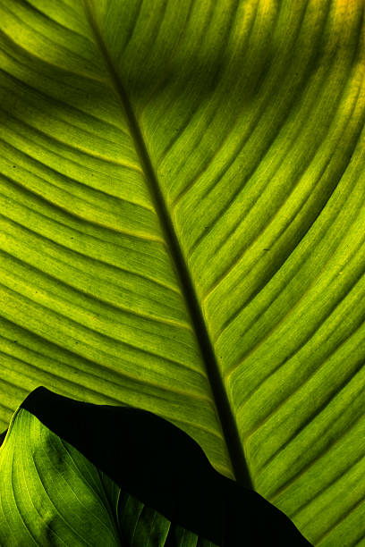 Cabbage leaf background