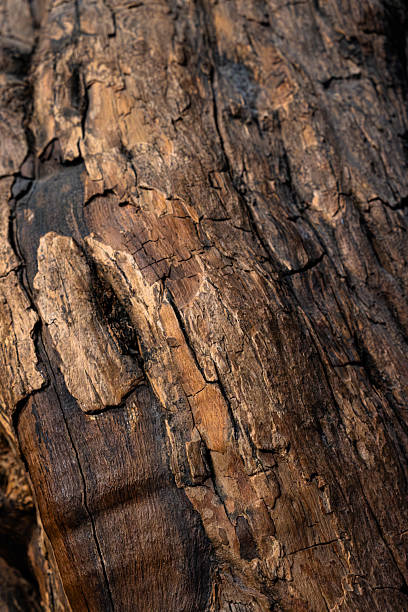 istock The rough texture of tree bark reveals intricate patterns and colors, highlighting its organic beauty 2243368667
