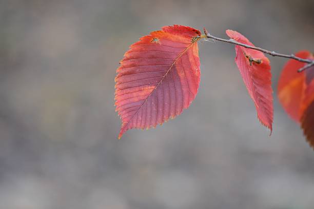 Autumnal red leaves on a tree branch in the forest