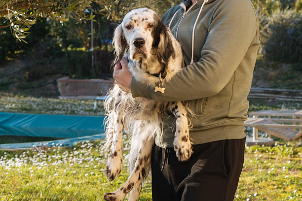 istock Travel with dog, Life with dog 2243371714