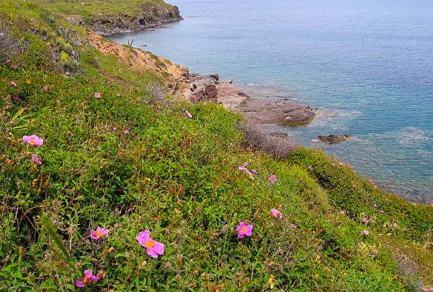 Flowers on Rocky Coast