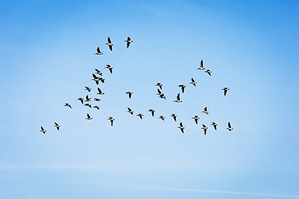 A flock of barnacle geese (Branta leucopsis) flying over Kongelund Forest near the southern tip of Amager Island, close to Copenhagen Airport. Unlike greylag geese, barnacle geese typically fly in loose, non-V-shaped formations. Thousands of these migratory birds overwinter in this coastal region of Denmark.