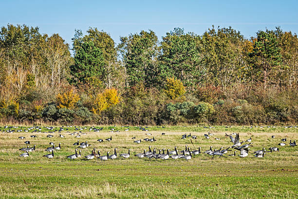 istock Barnacle geese foraging in open grassland 2243372796