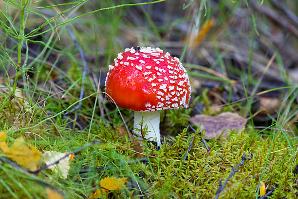 istock Beautiful red fly agaric growing among the grass 2243374981