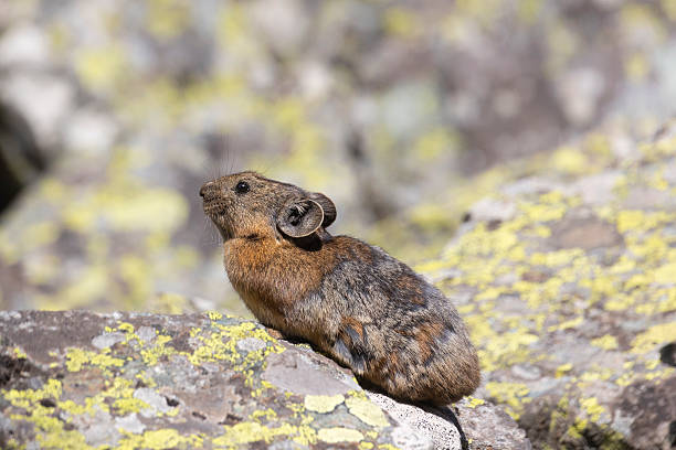 istock A pika sits on a large rock. Close-up. Altai. 2243375057