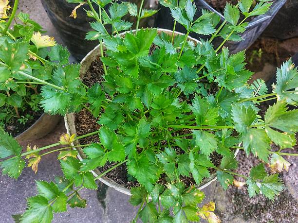 istock Fresh green celery plant growing in a pot 2243376778