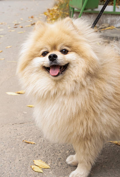 istock a happy Pomeranian on a walk 2243376905