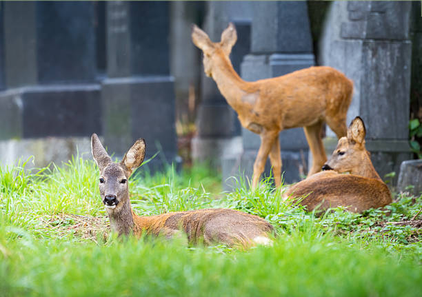 istock young roe deer on viennas zentralfriedhof cementary 2243376986