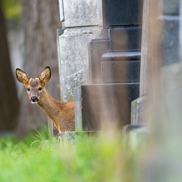istock young roe deer on viennas zentralfriedhof cementary 2243376995