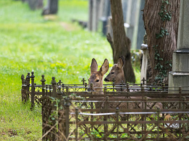 young roe deer on viennas zentralfriedhof cementary