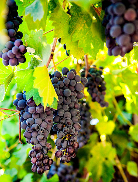 A bunch of blue grapes on a branch in the sun's rays.Wine grapes on vine.
