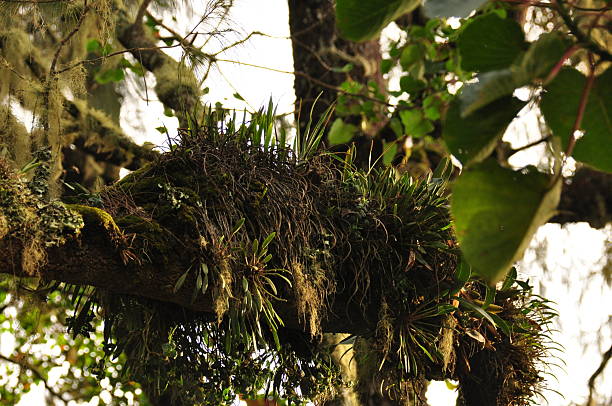 details of the forest during the climb to the top of Mount Kilimanjaro - Tanzania