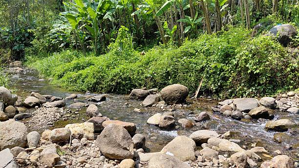 istock Rocky Tropical Stream Flowing Through Lush Green Forest 2243378065