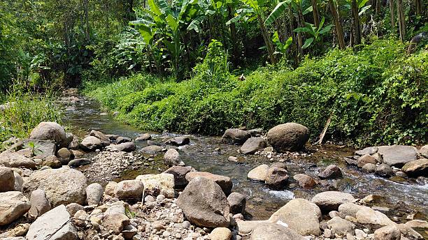 istock Rocky Tropical Stream Flowing Through Lush Green Forest 2243378071