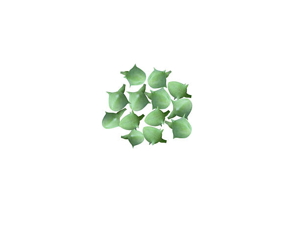 istock Pedalium murex or Large Caltrops green fruits 2243378113