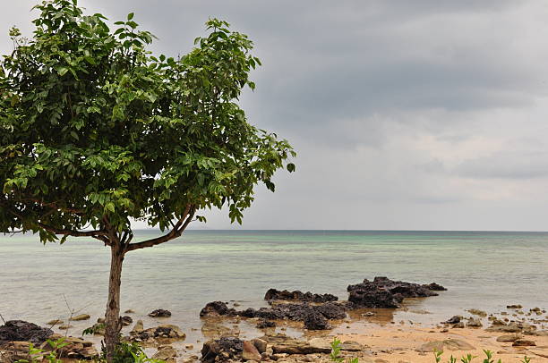 A serene beach scene features a green tree next to the shoreline. Soft waves lap at the rocky beach under a cloudy sky. The calm water reflects the muted colors of the day.