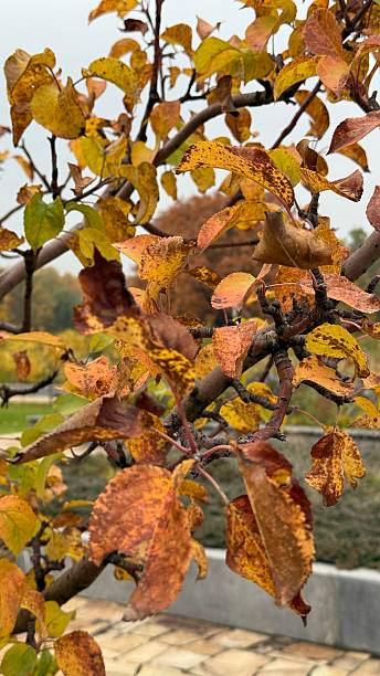 Autumn leaves on a tree branch in a park setting, perfect for nature-themed backgrounds