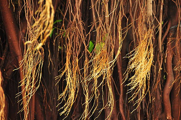 Long, thin roots dangle from the branches of a tree in a vibrant tropical forest. Sunlight filters through the greenery, highlighting the intricate network of nature.