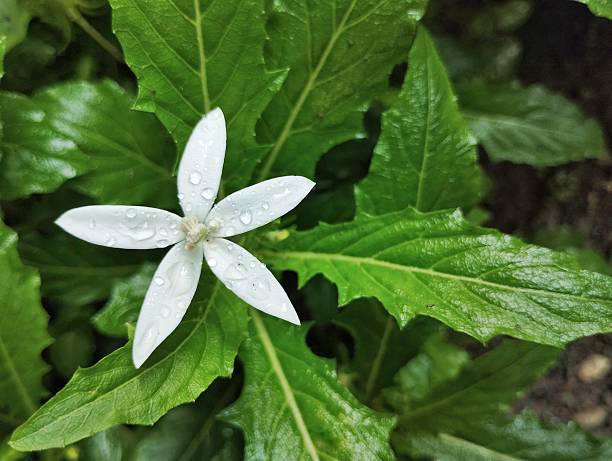 istock Star of bethlehem flower (Hippobroma longiflora) in garden 2243380788