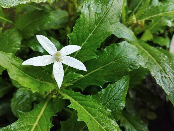 istock Star of bethlehem flower (Hippobroma longiflora) in garden 2243380789