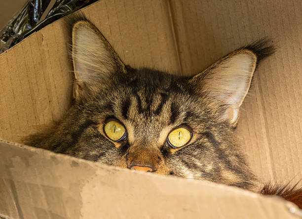 Maine Coon hiding in a cardboard box