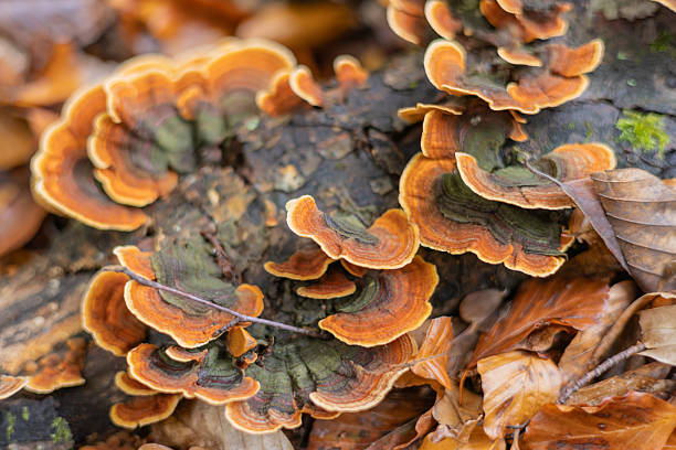 istock Tree trunk affected by the fungus Trametes versicolor 2243382431
