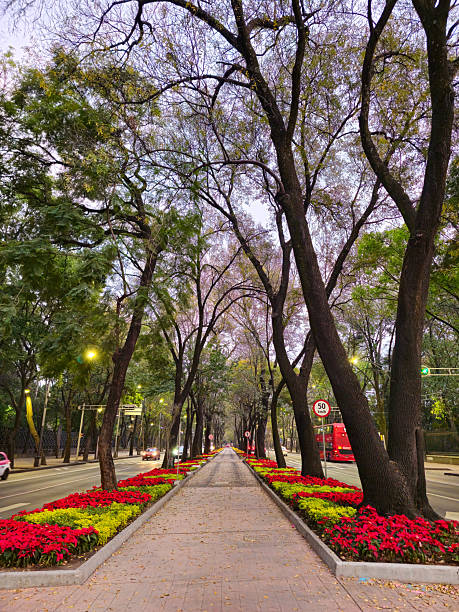 istock Paseo de la Reforma in Bloom, Mexico City 2243385225