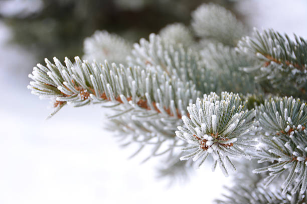 Winter Frost on Pine Needles macro photo