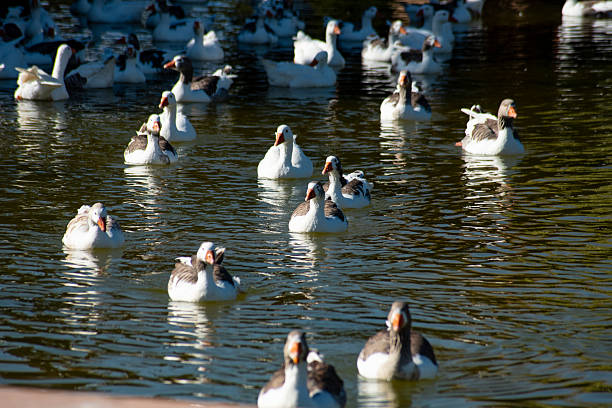 Geese swimming freely in a pond