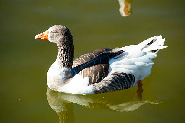 istock Geese swimming freely in a pond 2243386446