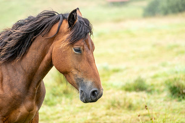 istock Elegance and strength in the thoroughbred horse 2243386457
